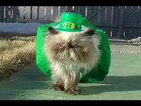 St Patrick's day birthday cat