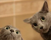 Startled Cats