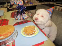 Stoned birthday dog