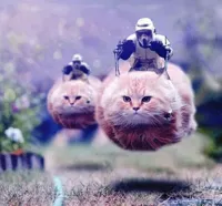 Storm Trooper Cats