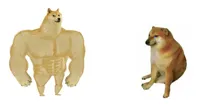 Strong doge weak doge