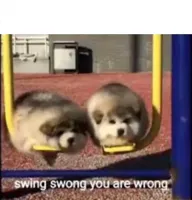 SWING SWONG YOU ARE WRONG