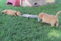 The tug of war dogs