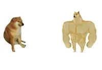 then vs now dog meme