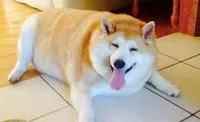 Thicc Doggo