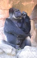 Thinking Gorilla