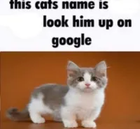 this cats name is x look him up on google