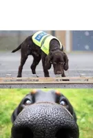 This dog is trained to sniff out X