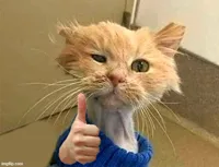 thumb cat