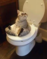 Toilet cat