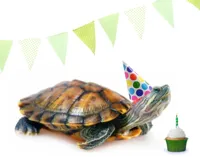 turtle birthday