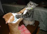 Two cats fighting for real