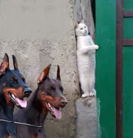 Two dogs and cat