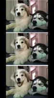 Two dogs bad joke