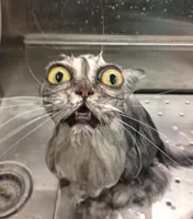 Wet Scary Cat