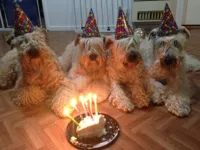 Wheaten birthday wishes