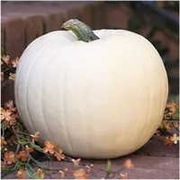 White Pumpkin 500x500