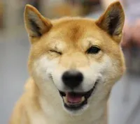 wink doge