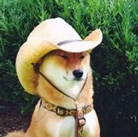 Wot in Tarnation Dog