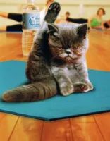 yoga cat