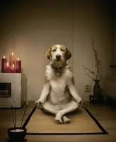 Zen Dog